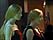 mannequins en vitrine