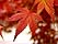 feuilles devant la cantine